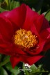 Peony 'Burma Joy'