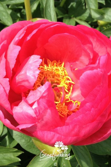 Pivoine 'Cytherea'