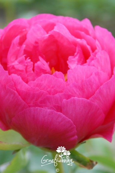Peony 'Cytherea'