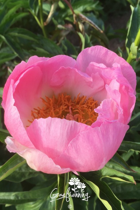 Pivoine 'May Apple'