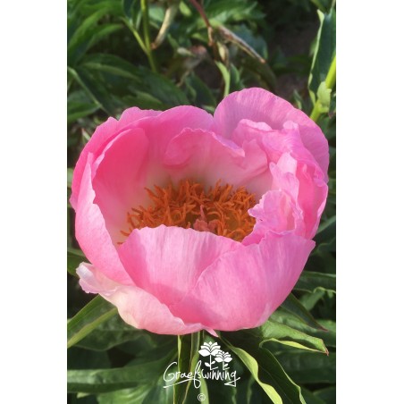 Pfingstrose 'May Apple'