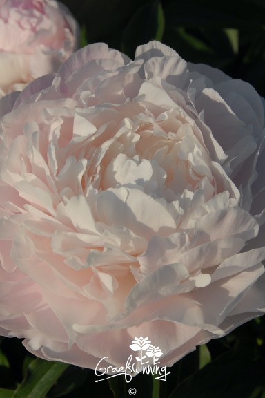 Pivoine 'Myrtle Gentry'