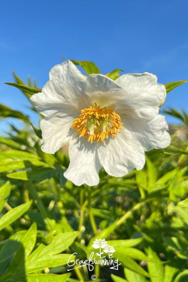Peony 'Early Windflower'