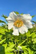 Pfingstrose 'Early Windflower'