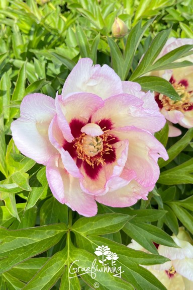 Pfingstrose 'Pastel Splendor'