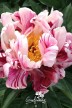 Peony 'Summer Carnival'
