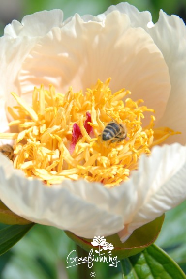 . 🐝 Pivoines, ensemble de 5...