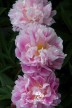 Peony 'Springfield'