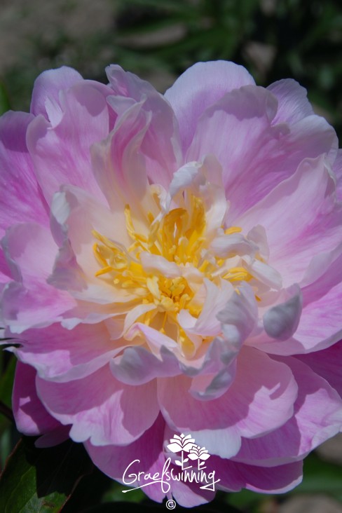 Peony "Springfield"