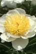 Pivoine 'Dairy Anne'
