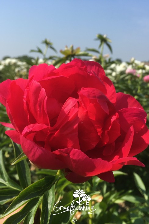 Pfingstrose 'Ellen Cowley'