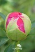 Peony 'Ellen Cowley'