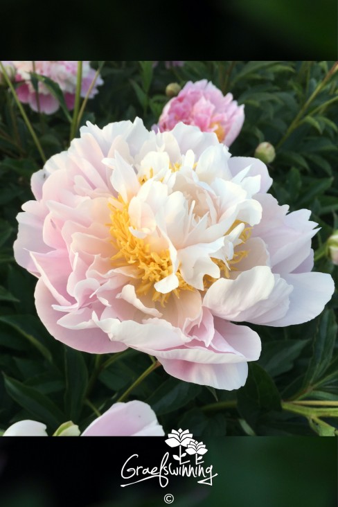 Pivoine 'Golly'