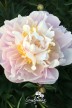 Pivoine 'Golly'