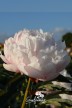 Pivoine 'Katharine Havemeyer'