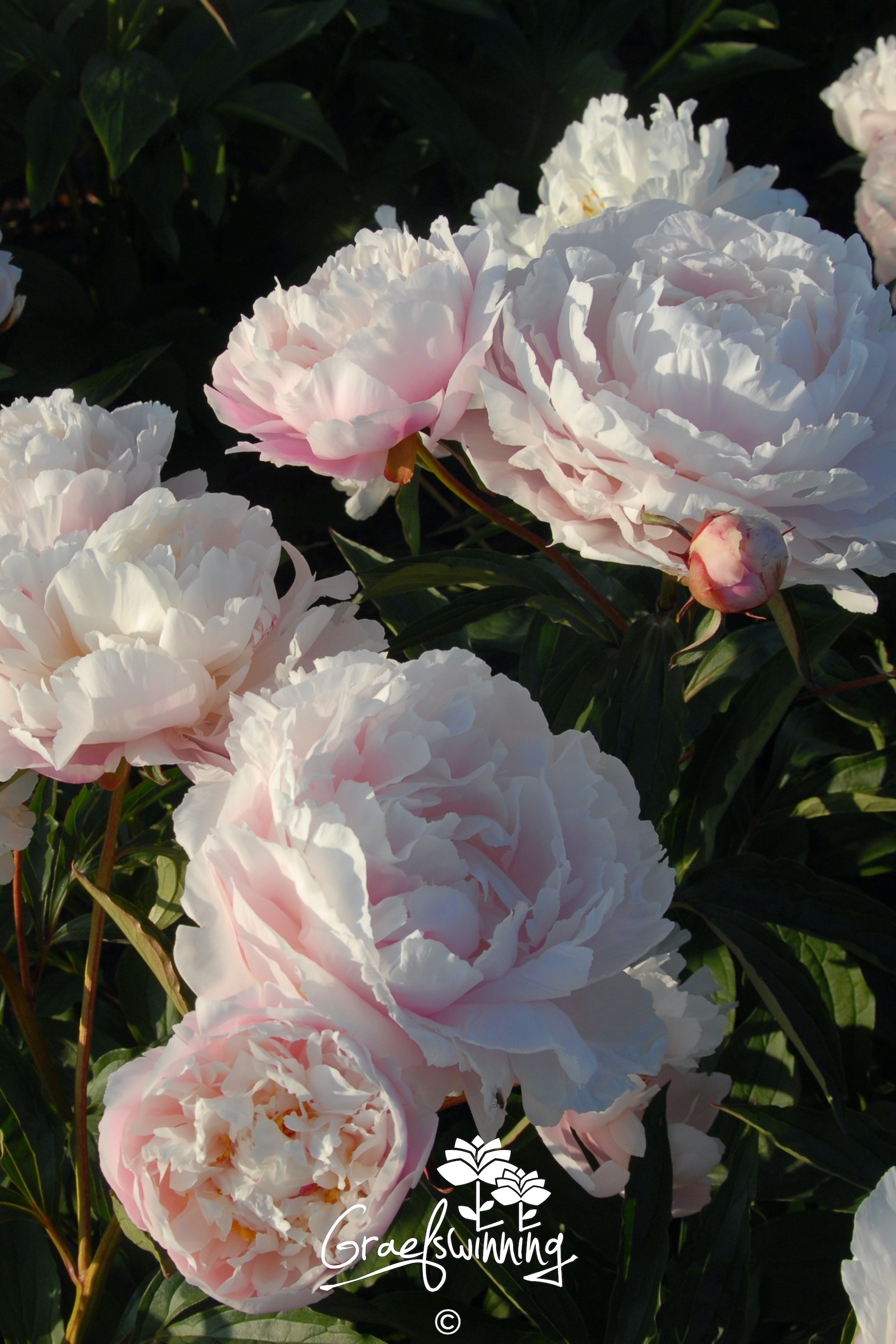 Pioen 'Katharine Havemeyer'