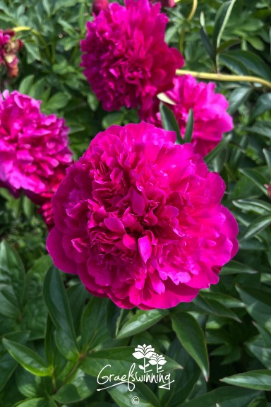 Pioen 'Douglas Brand'