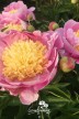 Pivoine 'Pastel Sunrise'