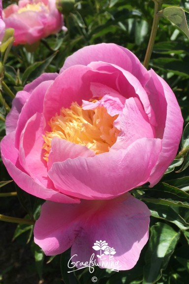 Peony 'Pastel Sunrise'