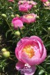 Pivoine 'Pastel Sunrise'
