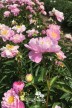 Pivoine 'Liebchen'