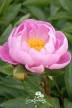 Peony 'Liebchen'