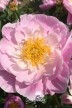 Peony 'Liebchen'