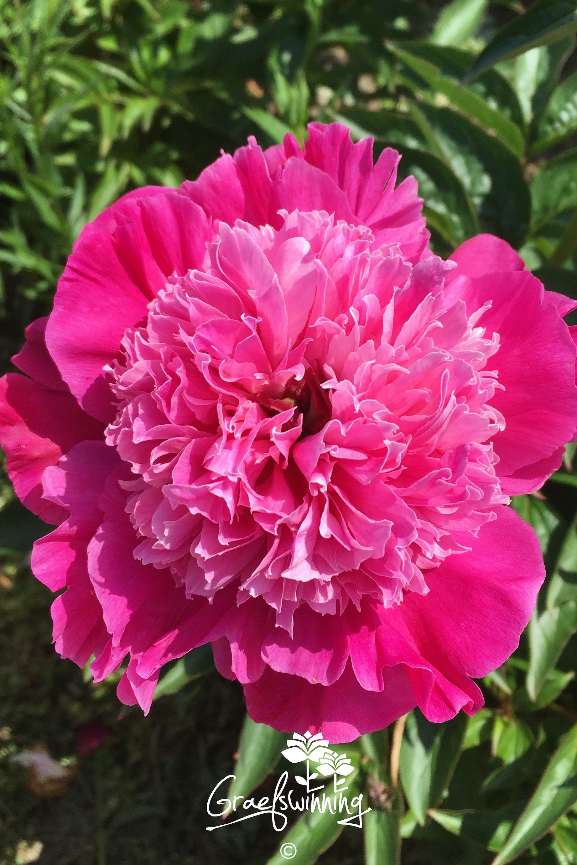 Peony 'Ursa Minor'