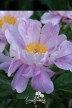 Peony 'Avalon'