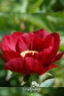 Pivoine 'Rubyette'