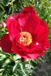 Pivoine 'Rubyette'
