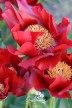 Pivoine 'Rubyette'