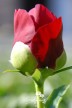 Pivoine 'Rubyette'