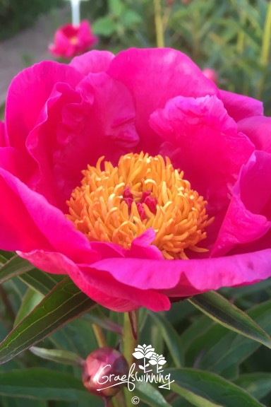 Peony 'Roland'