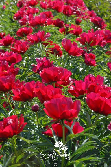 Pivoine 'Merry Mayshine'