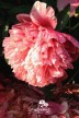Peony 'Diana Parks'