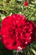 Peony 'Diana Parks'