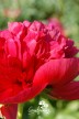 Peony 'Diana Parks'