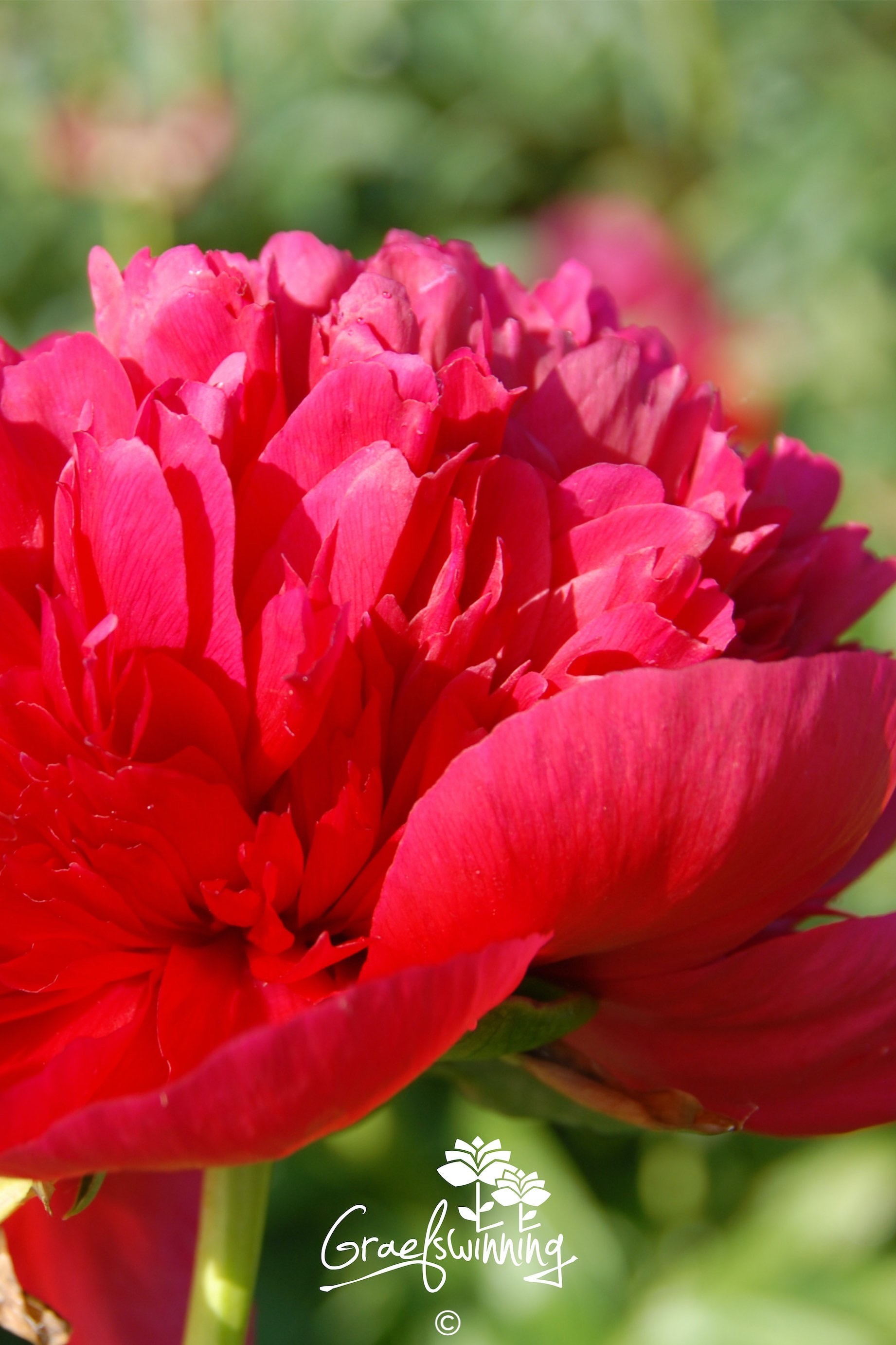 Pfingstrose 'Diana Parks'