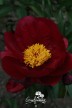 Peony 'Topeka Garnet'