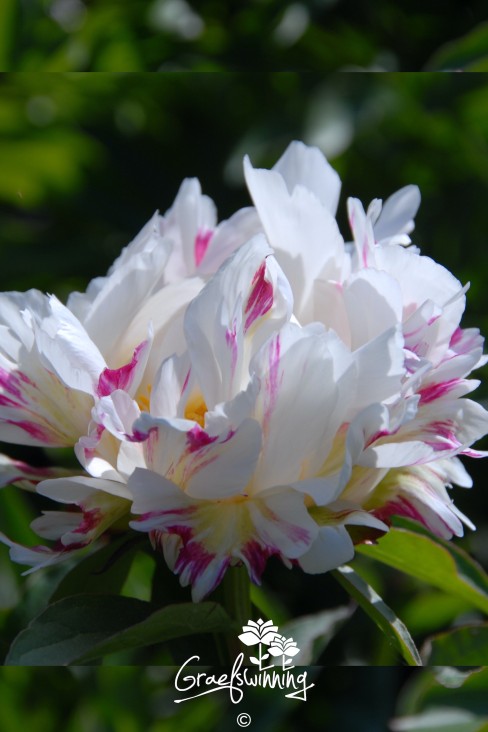 Pfingstrose 'Blitz Tort'