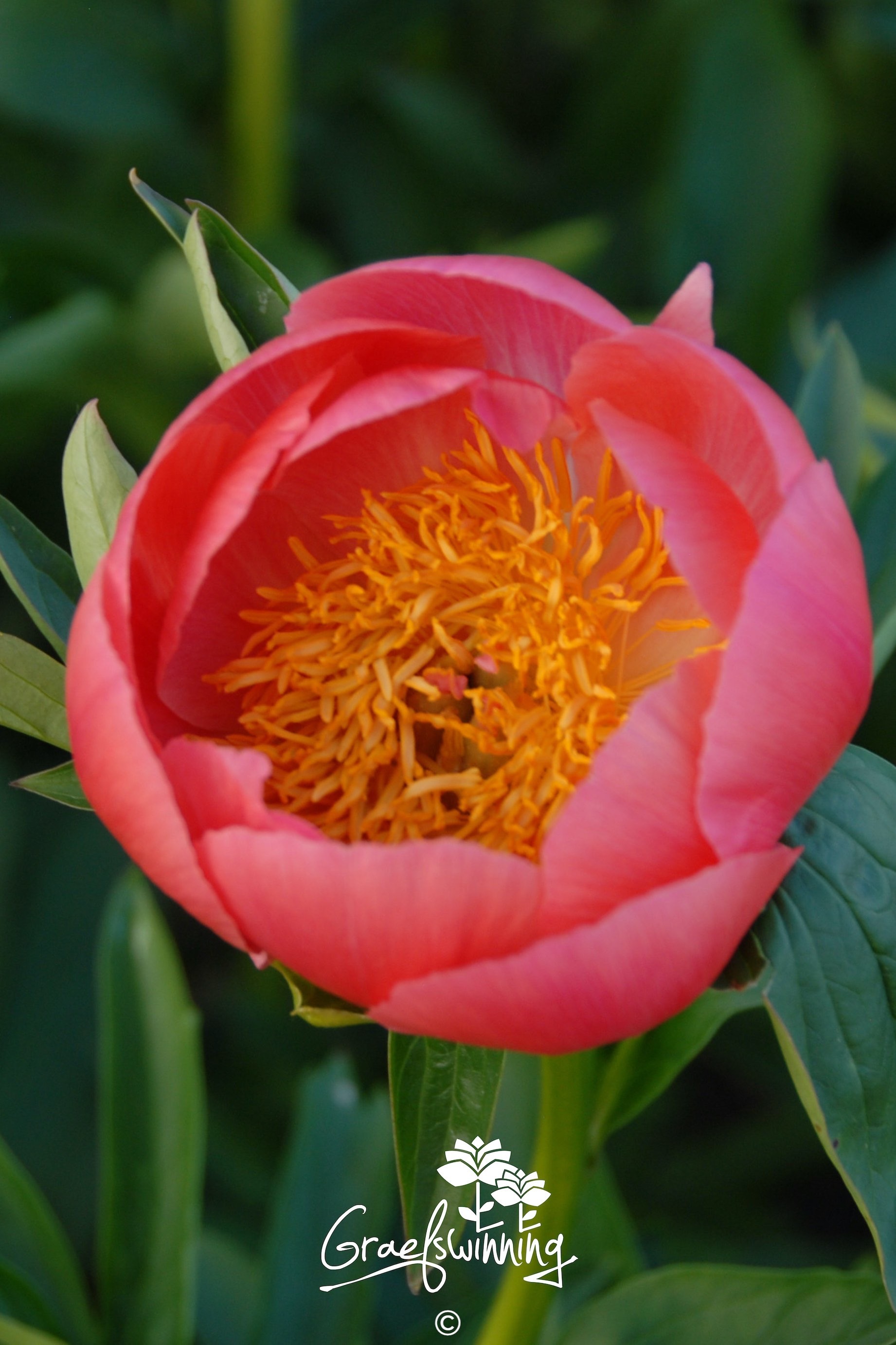 Pfingstrose 'Coral 'n Gold'