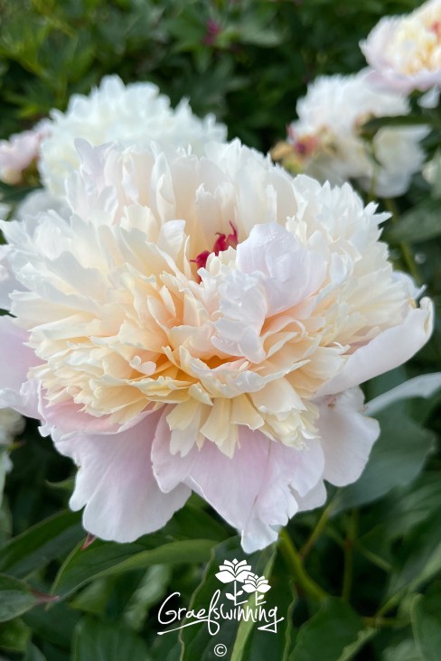 Peony 'Madame Calot'