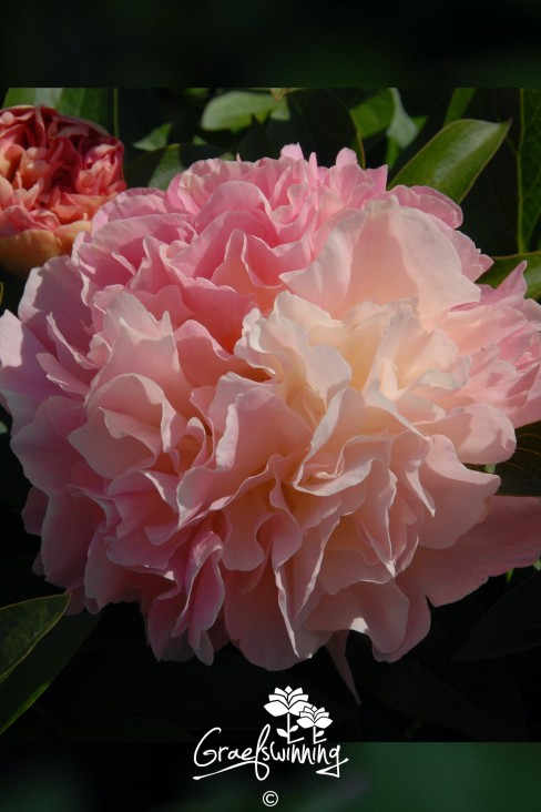 Pioen 'Lois' Choice'