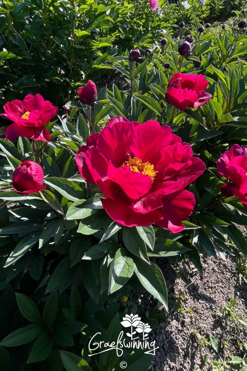 Pfingstrose 'Emperor Buttons'