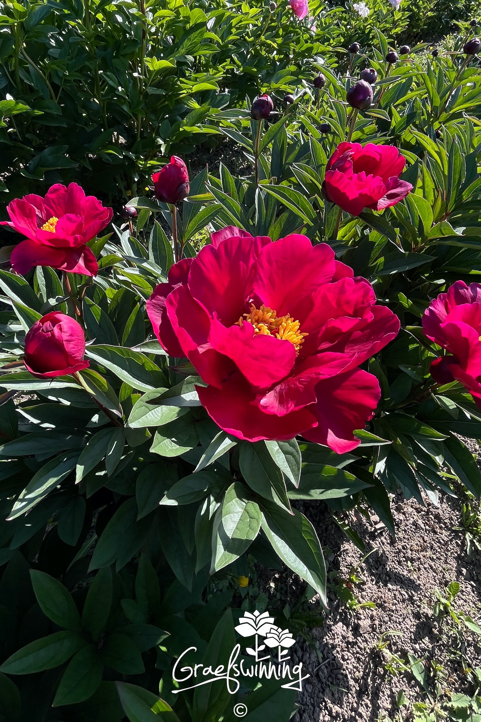 Pioen 'Emperor Buttons'