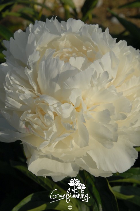 Pioen 'Bowl of Cream'