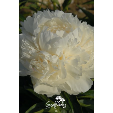 Pioen 'Bowl of Cream'