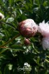 Pivoine 'Moon River'