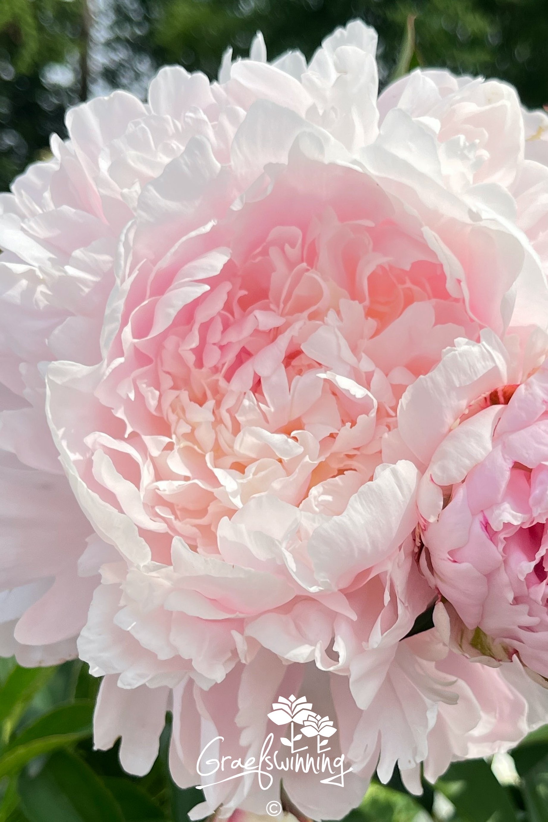 Pfingstrose 'Moon River'